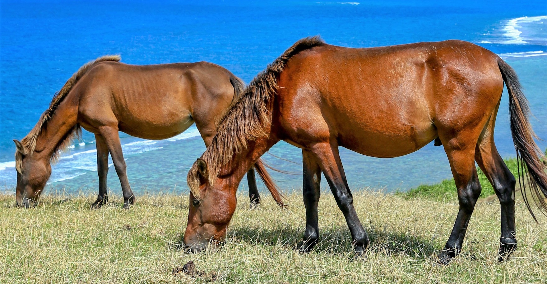 Types of horse breeds native to Japan