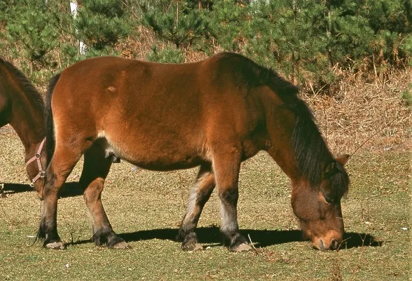Kiso horse breed grazing in Japan