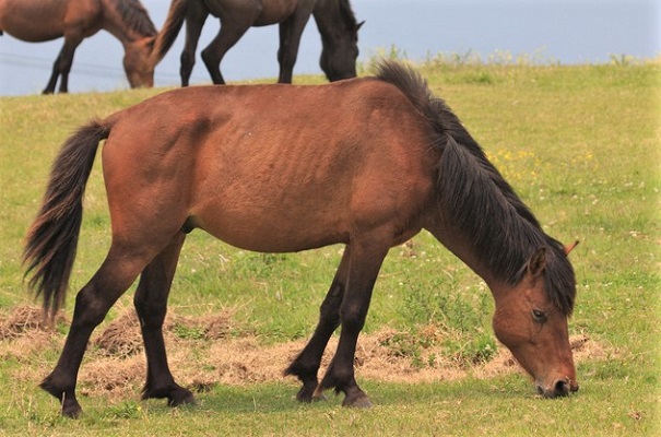Misaki wild horse breed of Cape Toi in Japan