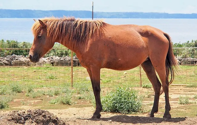 Miyako horse standing in a field by a fence