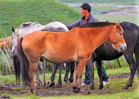 Herd of Nangchen horses