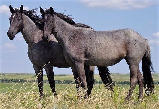 Two Nokota horses standing in a field