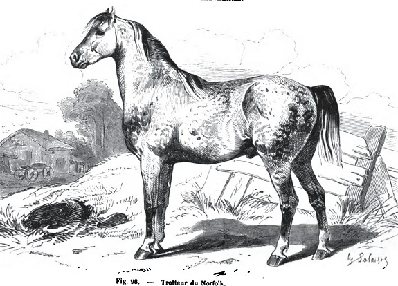 Norfolk Trotter horse drawing, an extinct English horse breed