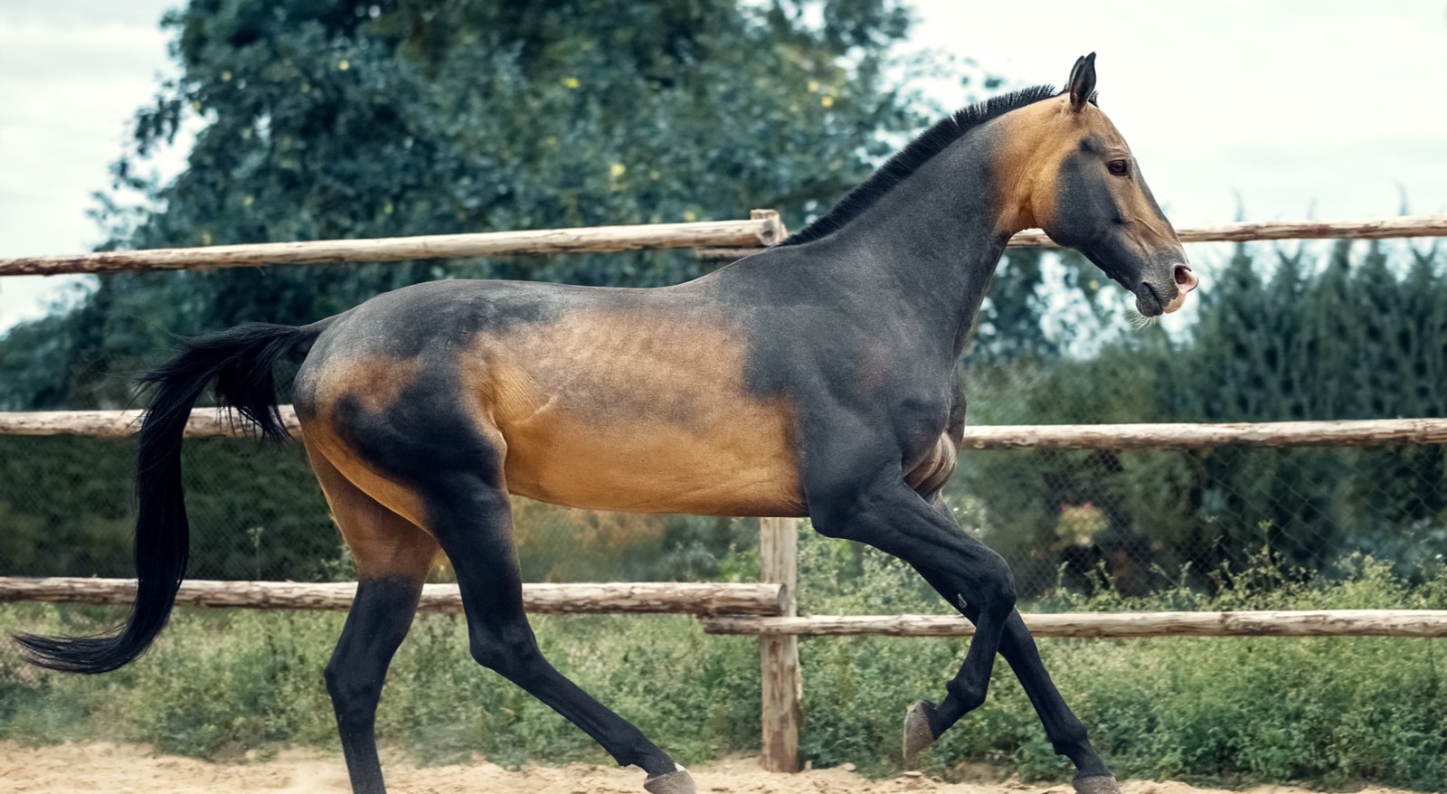 Rare horse breeds that are critically endangered