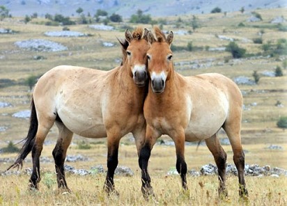 Two Riwoche horses standing on a grassy plain