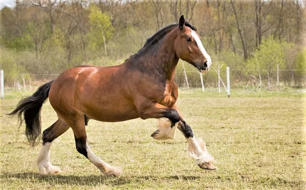 Shire horse cantering in a field