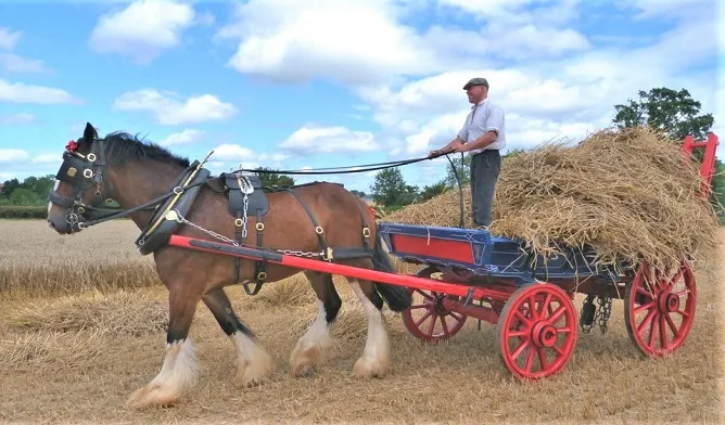 Shire horse working on a farm pulling a cart of hay