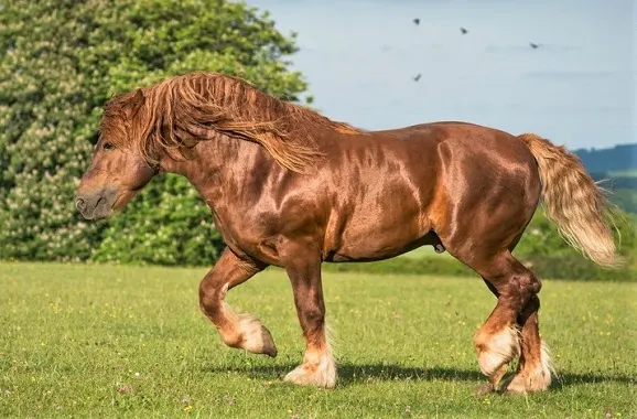 Rare Suffolk Punch horse breed found in England