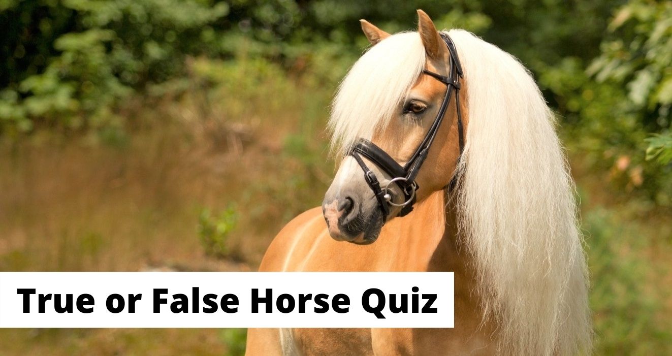 20 True or False Horse Quiz Questions