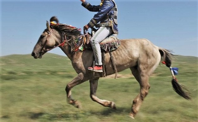 Xilingol horse breed on the plains of China