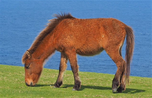 Yonaguni horse breed grazing on Yonaguni Island