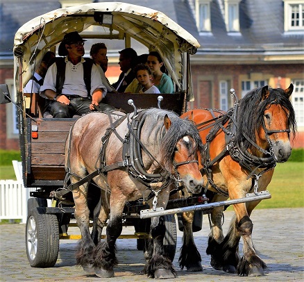 horse-drawn carriage pulled by two draft horses