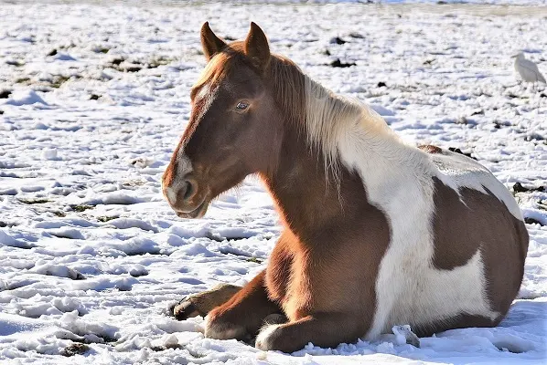 Horse laying down in snow