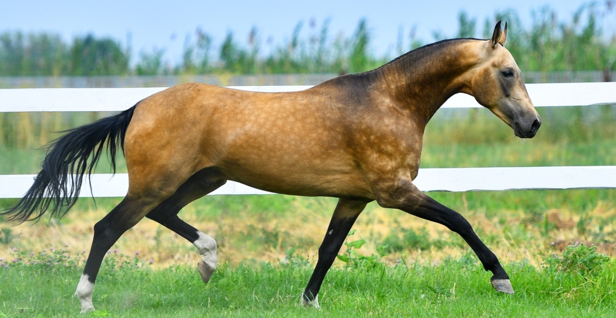 10 Akhal-Teke horse breed facts