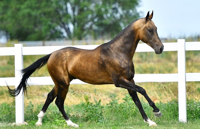 Akhal-Teke horse cantering in a grassy field with a white fence in the background