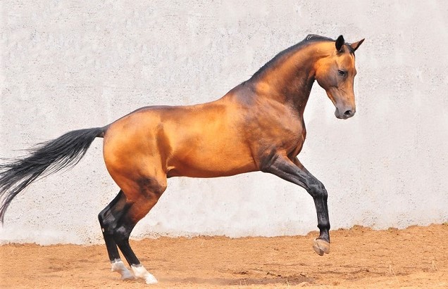 Beautiful buckskin Akhal-Teke horse breed