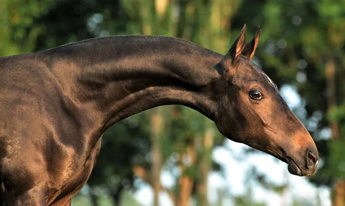 Akhal-Teke horse's head and neck close up
