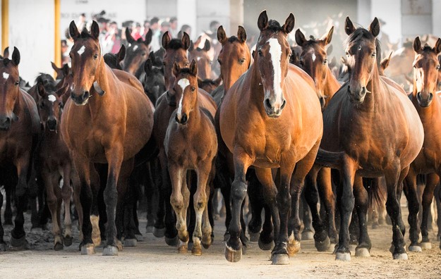 Alter Real horses at an Alter Real stud farm