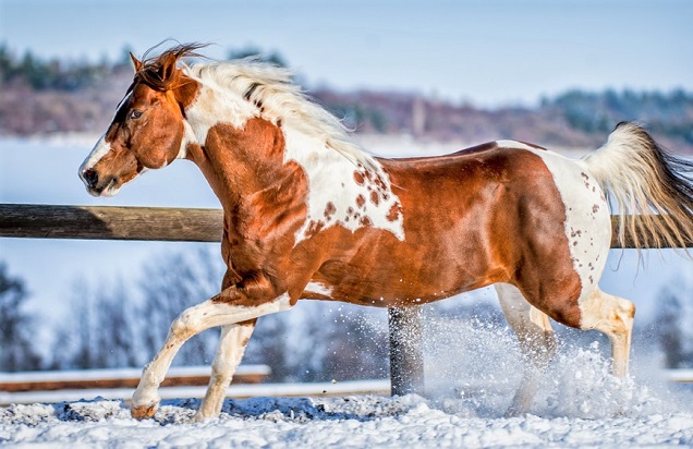 American Paint horse breed running in a snowy field