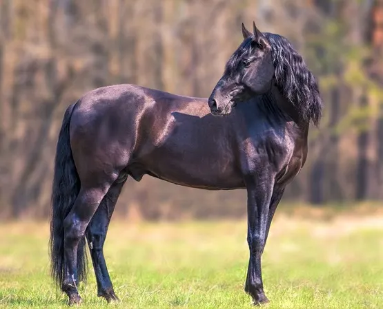 bay andalusian horse