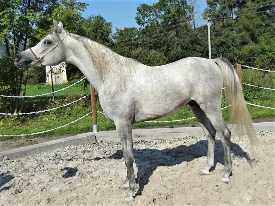Grey Asil Arabian horse breed standing in a sand ménage