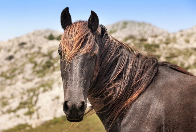 Asturcón horse breed, rare breed of pony that originated in Northern Spain.