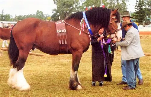 Australian Draft Horse at a horse show