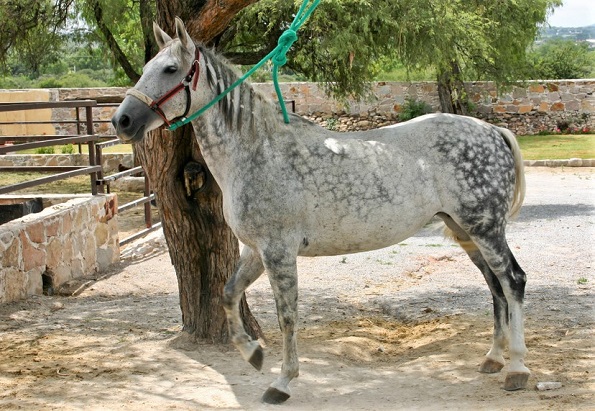 Azteca horse breed tied up to a tree in Mexico