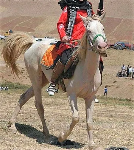 Bakhtiari Persian horse breed
