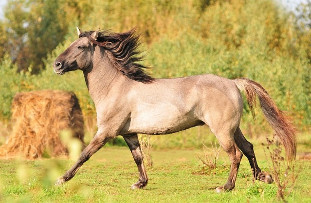 Beautiful Bashkir horse running through a field