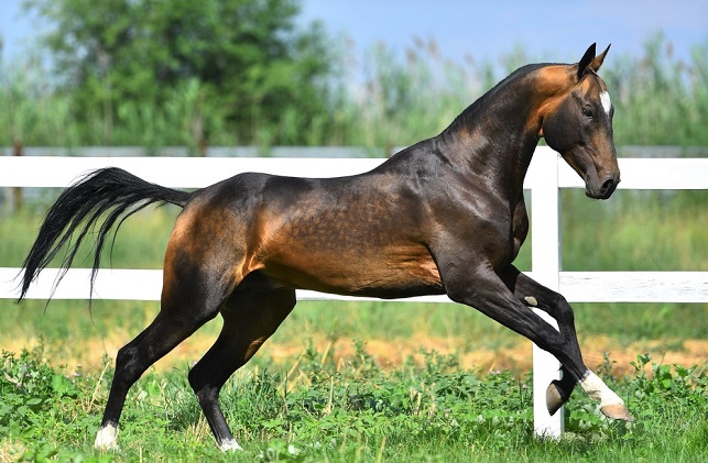 Beautiful Akhal-Teke horse galloping in a grassy field