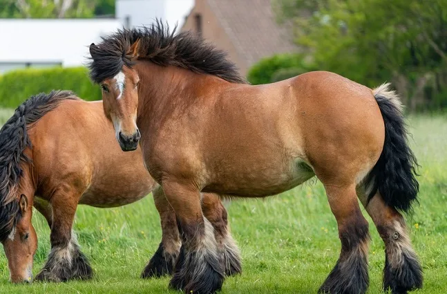 Beautiful Ardennes horse in a grassy field looking towards the camera