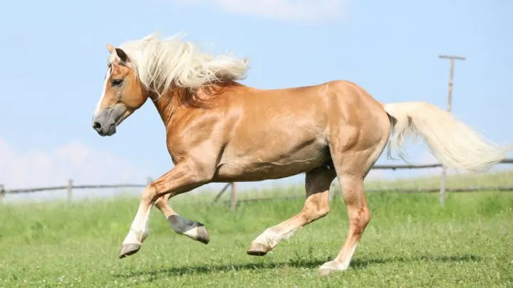 Beautiful Haflinger stallion, an Italian horse breed