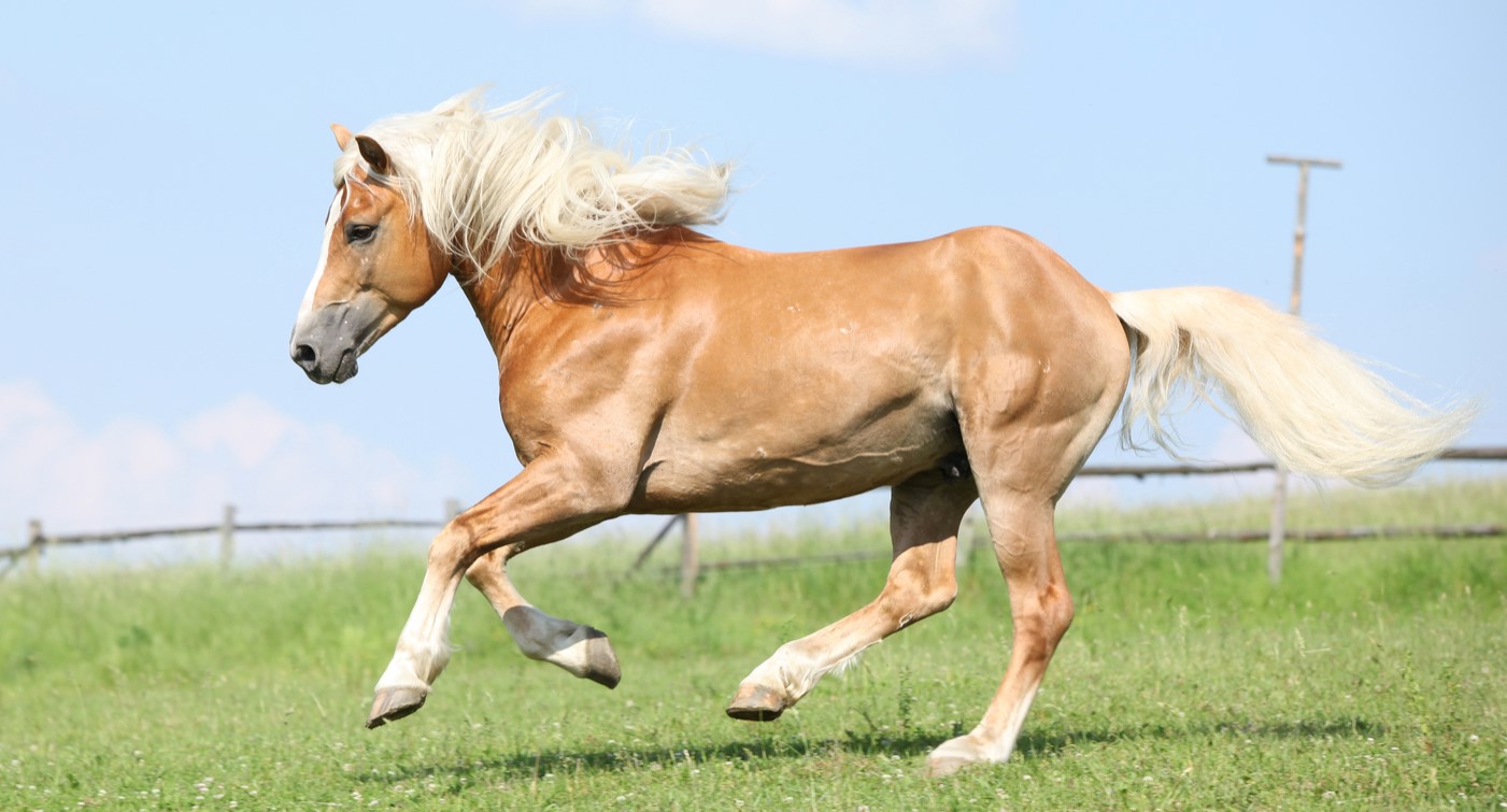 Beautiful Haflinger stallion, an Italian horse breed