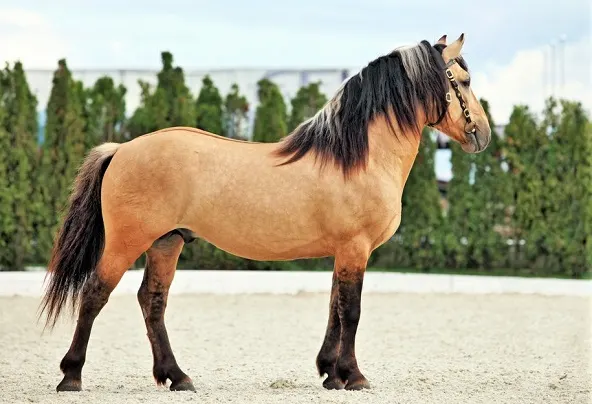Beautiful Paso Fino horse standing in a sand Ménage