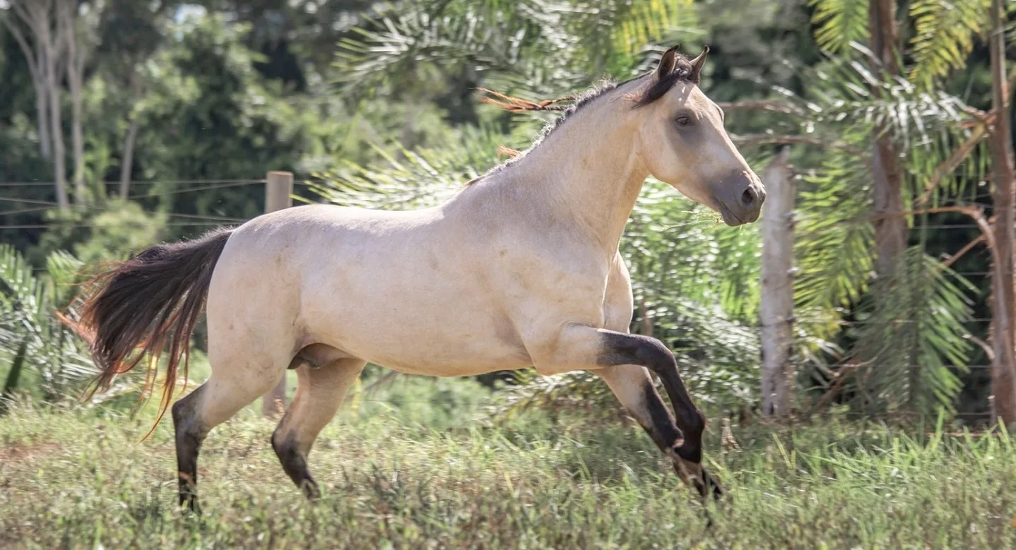 Mangalarga Marchador, a beautiful South American horse breed