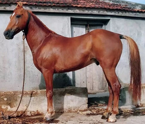 Bhimthadi horse from India