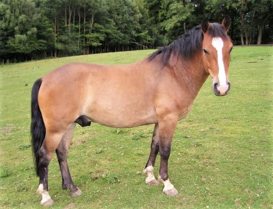Bhutia horse that's native to India