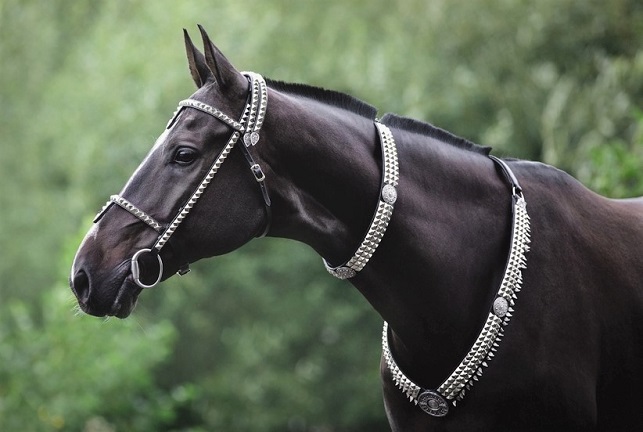 Black Akhal-Teke horse wearing traditional jewelry