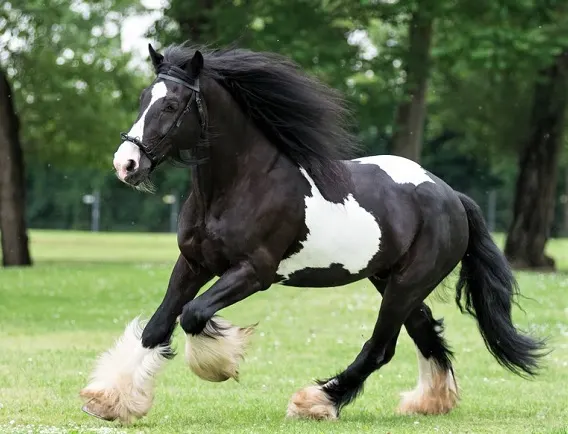 Black and white Gypsy Vanner horse