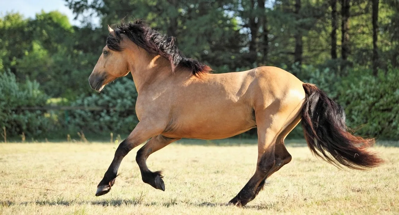 Buckskin Paso Fino gaited horse breed cantering in a field
