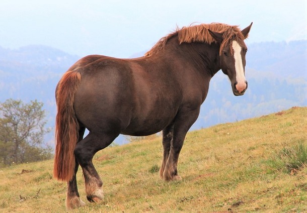 Burguete horse in the mountains of Spain
