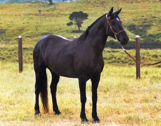 A black Campeiro horse standing in a South American field being held by a woman off camera