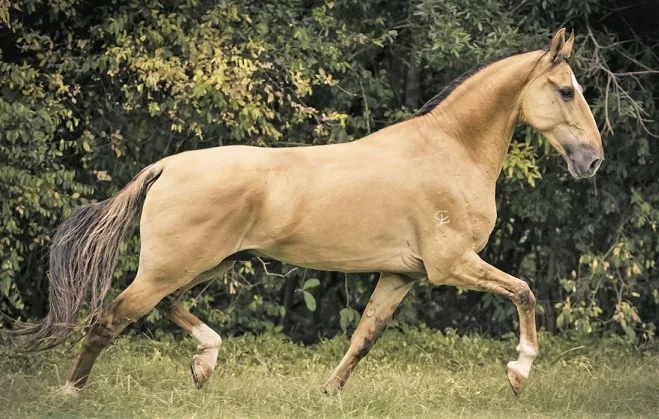Campolina horse stallion trotting in a field