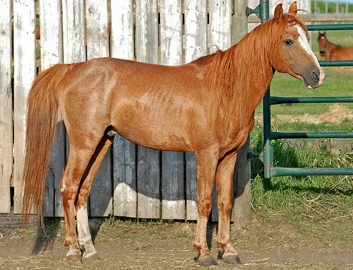 Caspian horse breed standing in a horse paddock