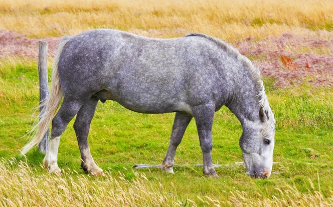 Chilean Horse grazing in the Argentinian wild