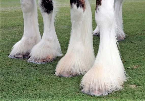 Clydesdale hooves with white feathers