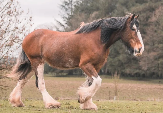 Big Clydesdale mare walking through a field