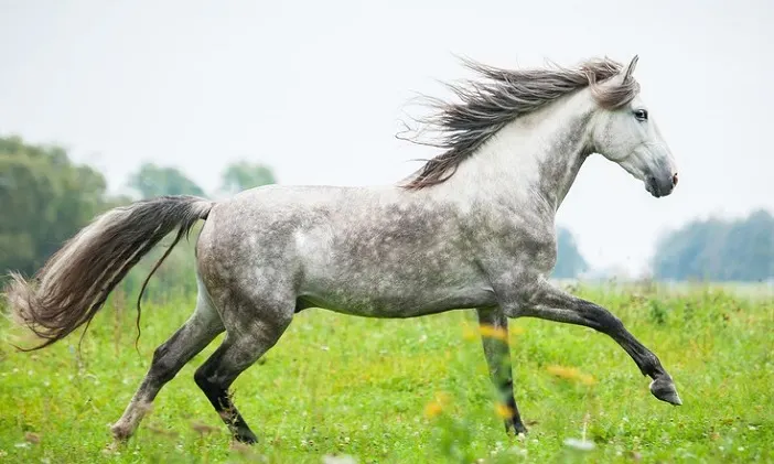 Dapple grey Andalusian horse running in a field