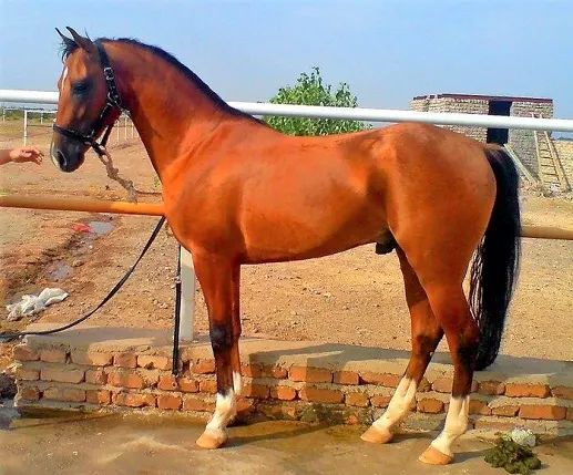Darashouri, native Persian horse breed